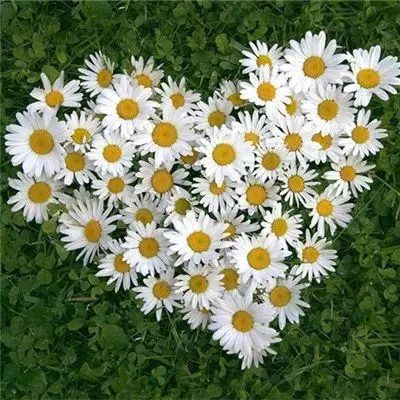 乐鱼APP下载手机版